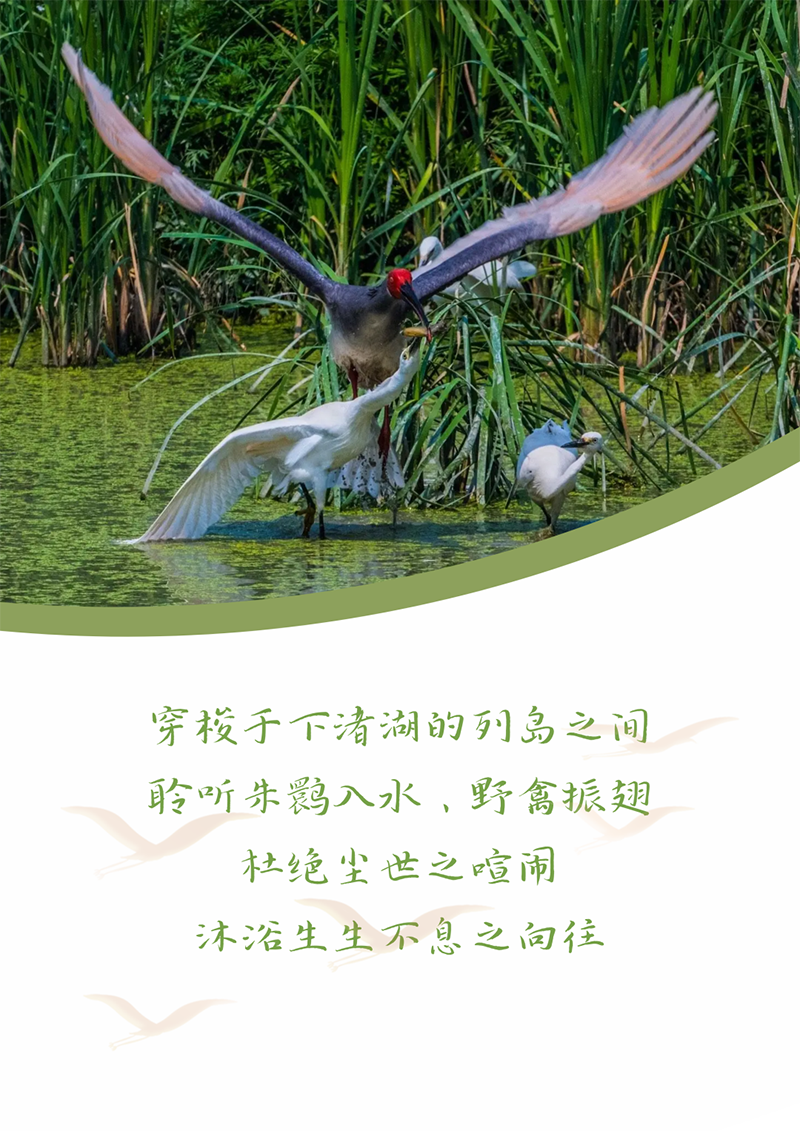 心心念廿 相伴头头竞技体育 | 与德清相约 贺廿载诞辰